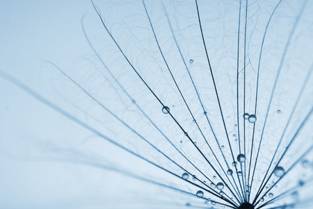 abstract dandelion flower background with water drops. extreme closeup with soft focus, beautiful nature detailsの写真素材