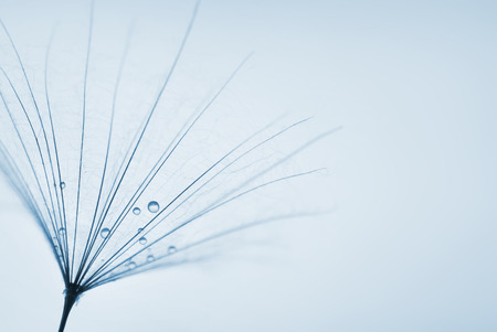 abstract dandelion flower background with water drops. extreme closeup with soft focus, beautiful nature detailsの写真素材