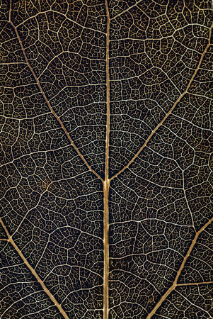 leaf pattern. abstract texture backgroundの写真素材