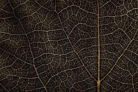 leaf pattern. abstract texture backgroundの写真素材