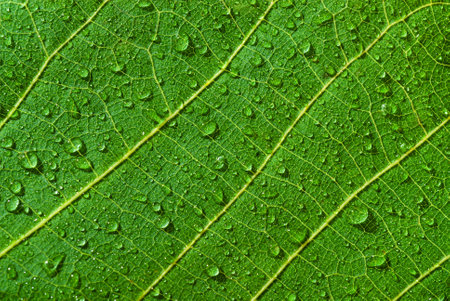 green leaf pattern. abstract texture backgroundの写真素材