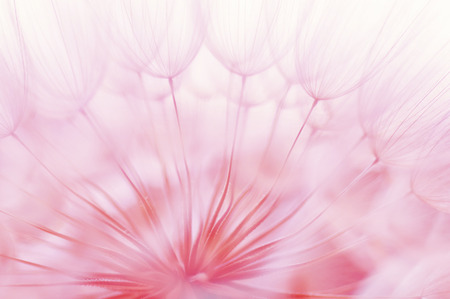 Abstract macro photo of plant seeds with water dropsの写真素材