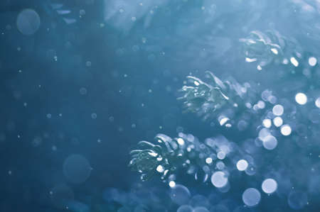 Closeup of Christmas tree, abstract blurred background