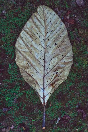 big old leaf on the grassの写真素材