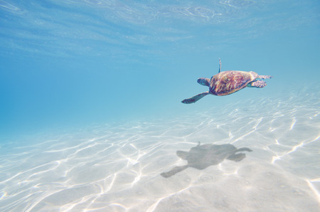 sea turtle underwater, blue backgroundの写真素材