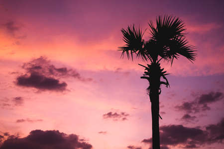silhuette of palm tree at sunsetの写真素材
