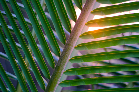 Sun over palm leaves, close up, abstract backgroundの写真素材