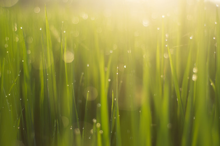 green grass with dew drops and sun, green backgroundの写真素材