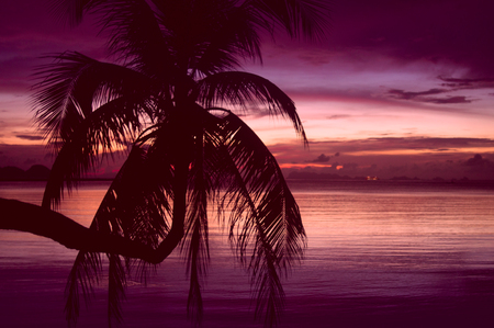 red tropical sunset with palm tree silhouetteの写真素材