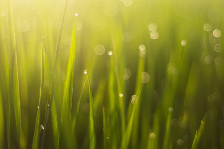 green grass with dew drops and sun, green backgroundの写真素材