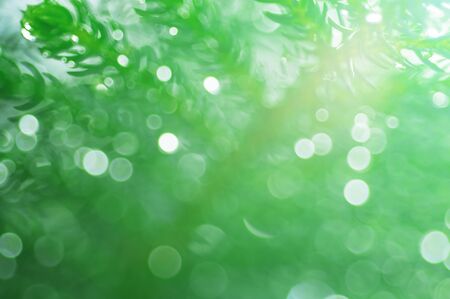 Closeup of Christmas tree, abstract blurred backgroundの写真素材