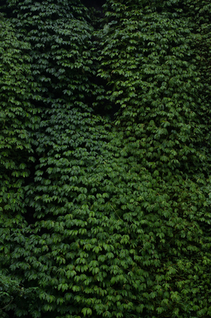 green wall in the rain forestの写真素材