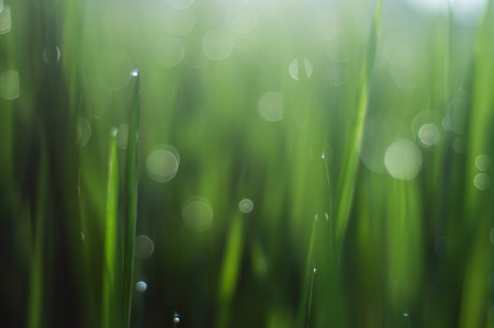 green grass with dew drops and sun, green backgroundの写真素材