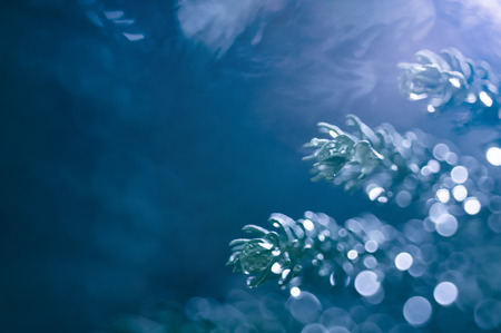Closeup of Christmas tree, abstract blurred backgroundの写真素材