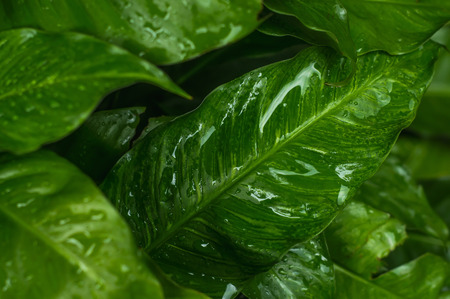 green leaves with dew dropsの写真素材