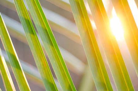 Sun over palm leaves, close up, abstract backgroundの写真素材