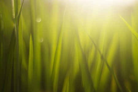 green grass with dew drops and sunの写真素材