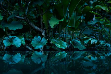 tropical rain forest with water mirrorの写真素材