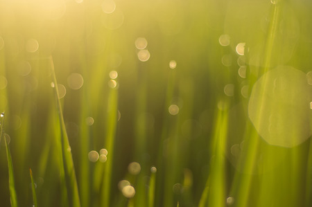 green grass with dew drops and sun, green backgroundの写真素材