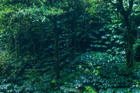tropical rain forest, green wall backgroundの写真素材