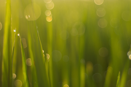 green grass with dew drops and sun, green backgroundの写真素材