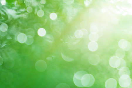 Closeup of Christmas tree, abstract blurred backgroundの写真素材
