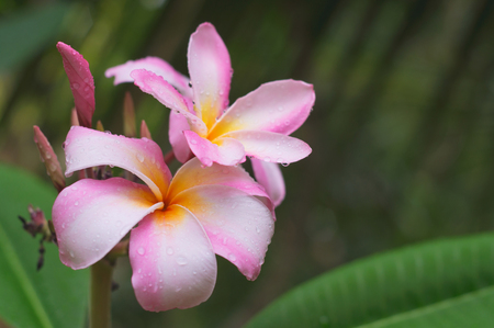 pink frangipani flower with raindropの写真素材