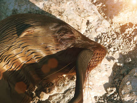 Sea lion on a beachの写真素材