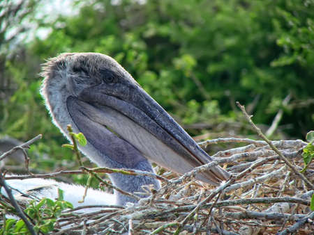 Pelican in the nestの写真素材