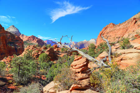 Scenic Zion Park Scenic Landscapesの写真素材