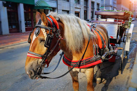 Boston Carriage horse ride in downtown and port areasの写真素材