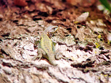 Wild life of Nahuel Huapi Lake and National Parkの写真素材