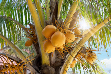 Mexico, Cancun, Isla Mujeres, Playa Norte beach with palms trees and sand waiting for tourists.