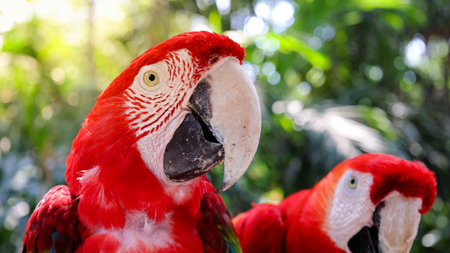 Red and white jungle macaw parrot with open beak friendly staring at cameraの写真素材