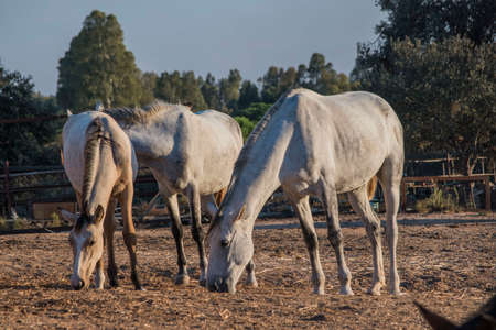 Three white horses eating in brown sand