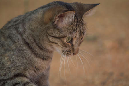 gray cat face in profile with sand background