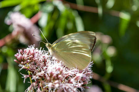 Butterflyの写真素材