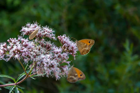 butterflysの写真素材