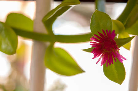 The rose flowerの写真素材