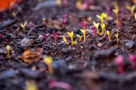 live in gardenの写真素材