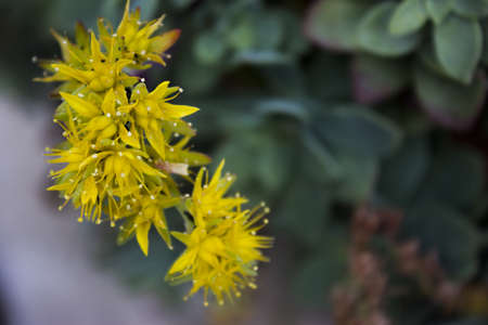 flowerの写真素材