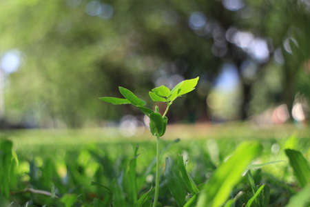 Focus on Grass