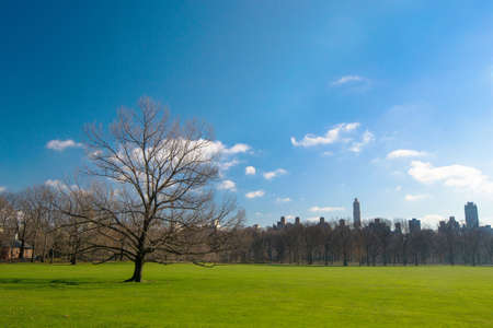 Arbol en Central Park, NYCの写真素材