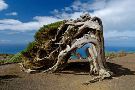 Sabina torneada por el viento de la Isla de El Hierroの写真素材