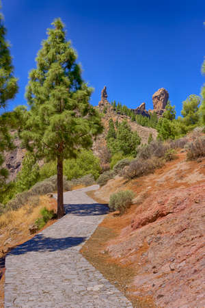 Path to Roque Nublo in Gran Canaria with a tree, Spainの写真素材
