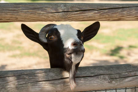 Close up of Goat headの写真素材