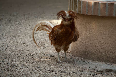 A Padovana Chickenの写真素材