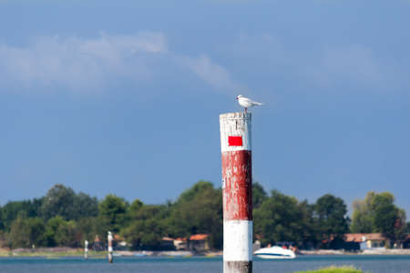 Seagull perched on the wooden dolphinの写真素材