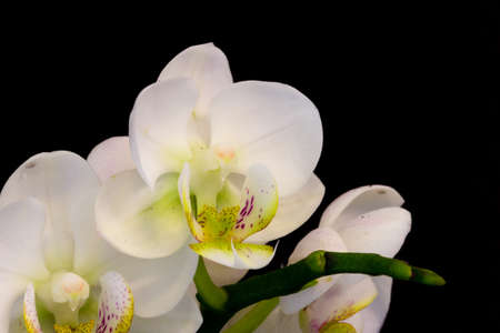 White orchid on black backgroundの写真素材