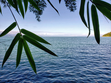 Atlantic Ocean seen from behind a palm tree on Paraty beach